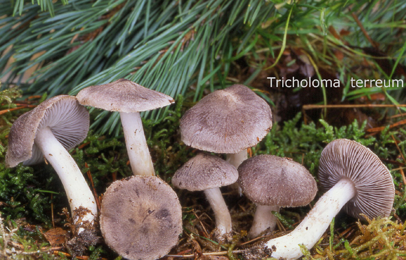 Tricholoma terreum-amf1895.jpg - Tricholoma terreum ; Nom français: Tricholome terreux, Petit gris